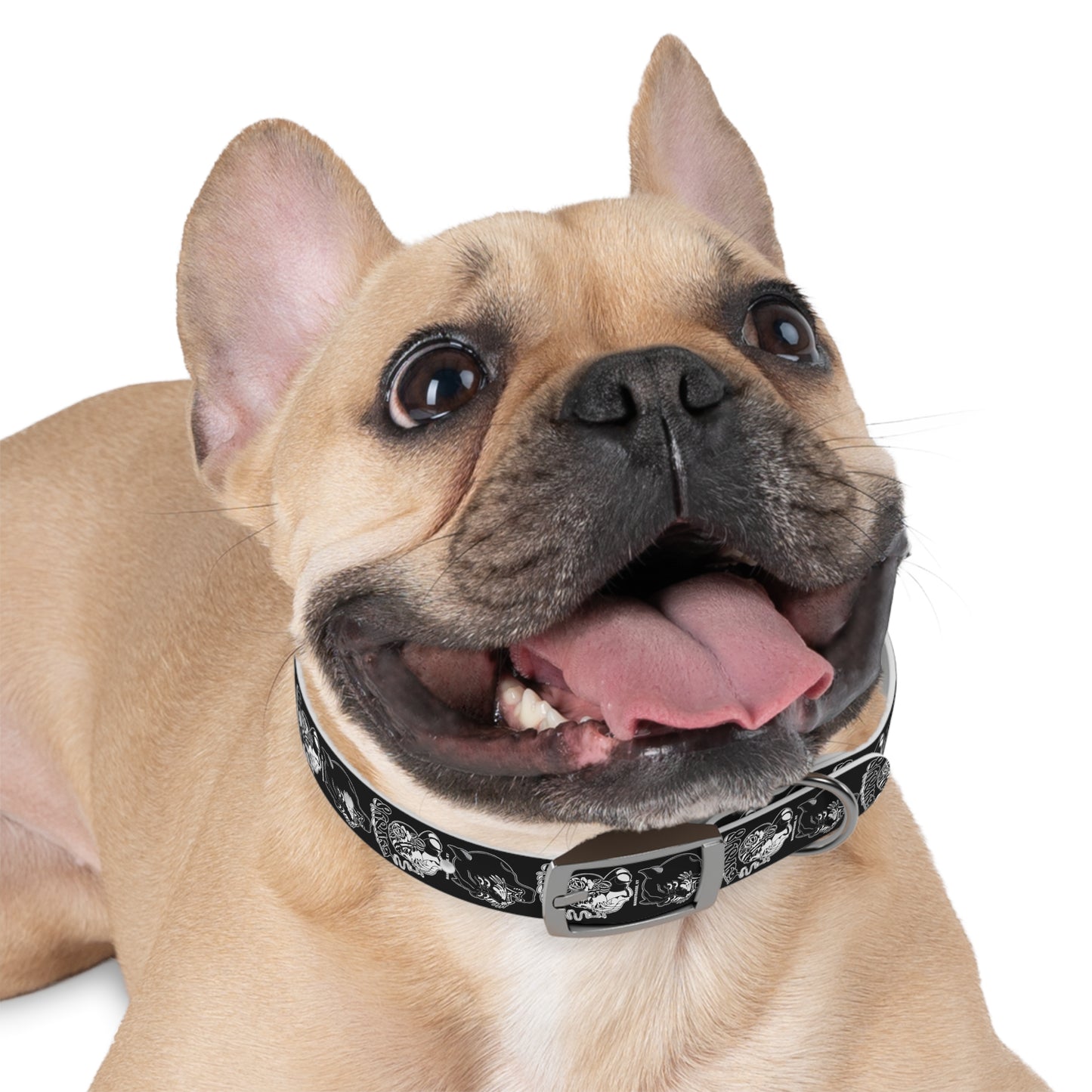 Dog Collar | Gypsy's Double Gypsy Lady (by @ohbhave)